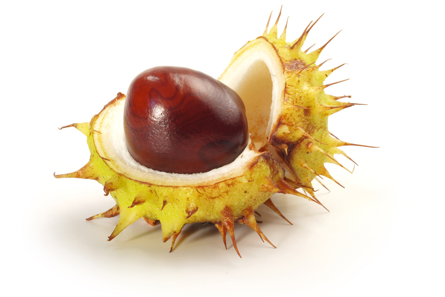 Image: Half-opened chestnut Image: Half-opened chestnut