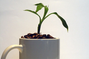 Bild: Kaffeepflanze in Tasse voller Kaffeebohnen Bild: Kaffeepflanze in Tasse voller Kaffeebohnen