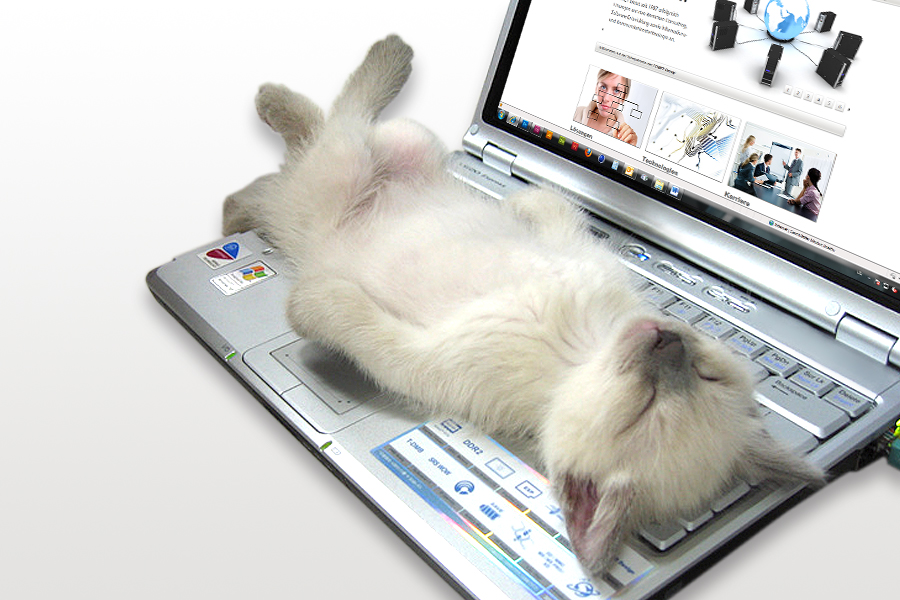 Image: Cat lying on a notebook keyboard Image: Cat lying on a notebook keyboard